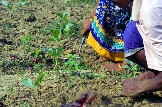 A women fights against drought
