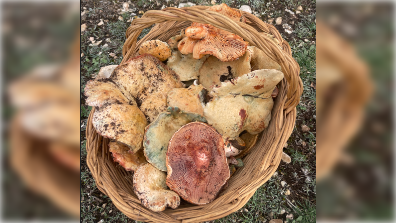 Some mushrooms in a basket